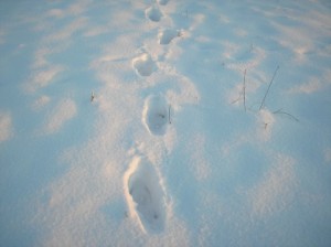 Snow-Footprints_7223-480x359[1]